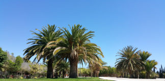 Santa Lucía saca a licitación el contrato de conservación y mantenimiento de los espacios verdes y arbolado urbano